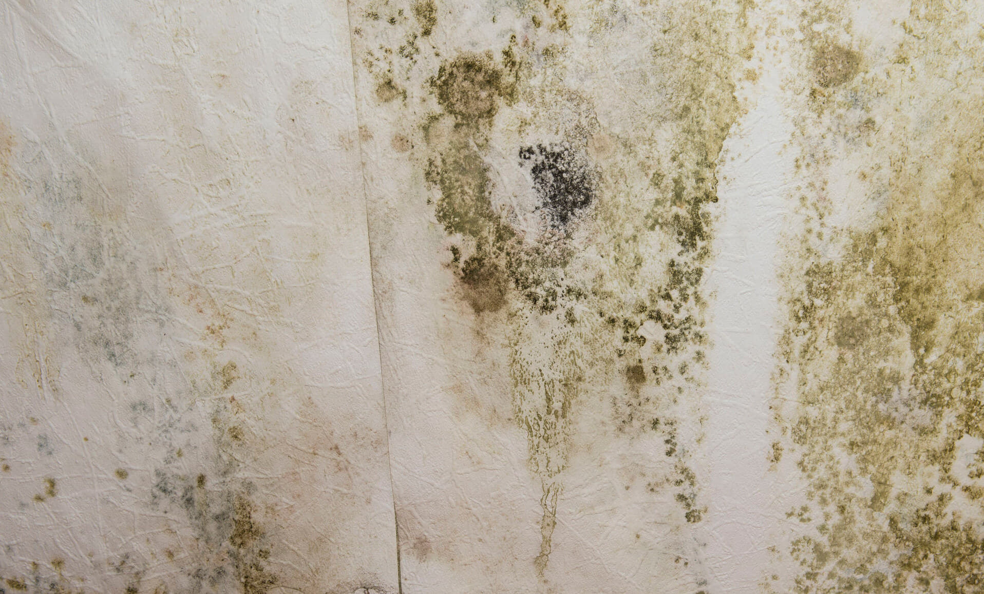 Kill Mold And Seal Area From Moisture