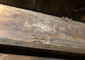 floor joist with mold & decay