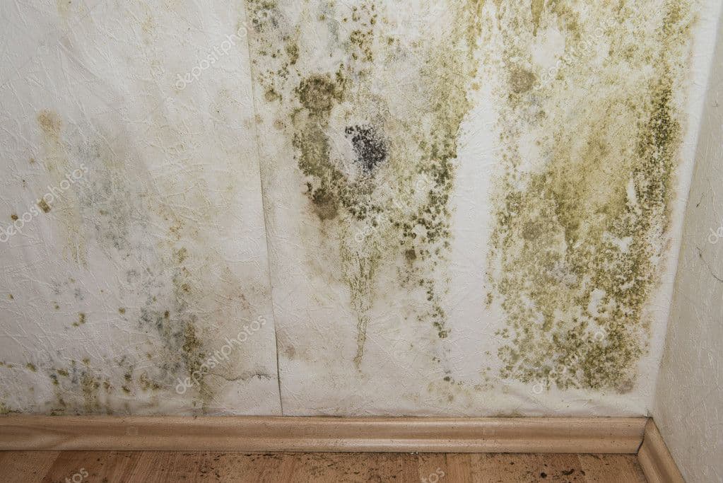 mold wall