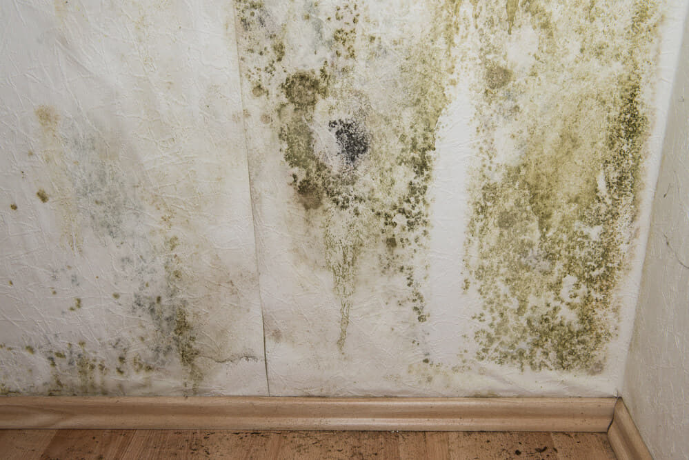 mold wall