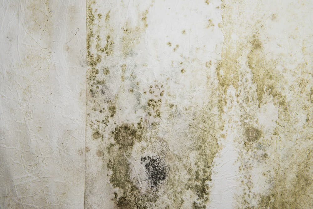 mold wall