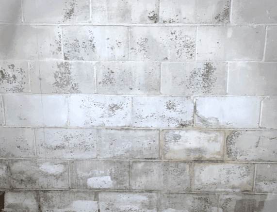 white basement wall with splotches of black mold