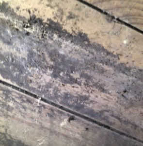 mold on wooden beams