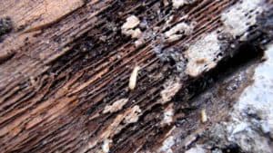 termites on wooden beam