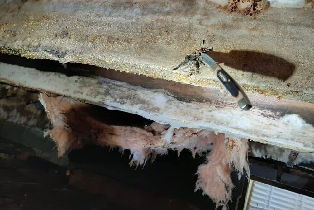 moldy rotten floor joist