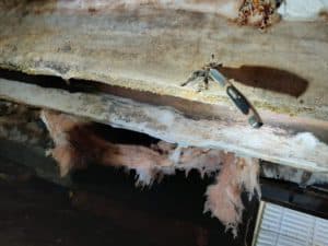 moldy rotten floor joist