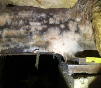 Biological growth covering the main wooden beam.