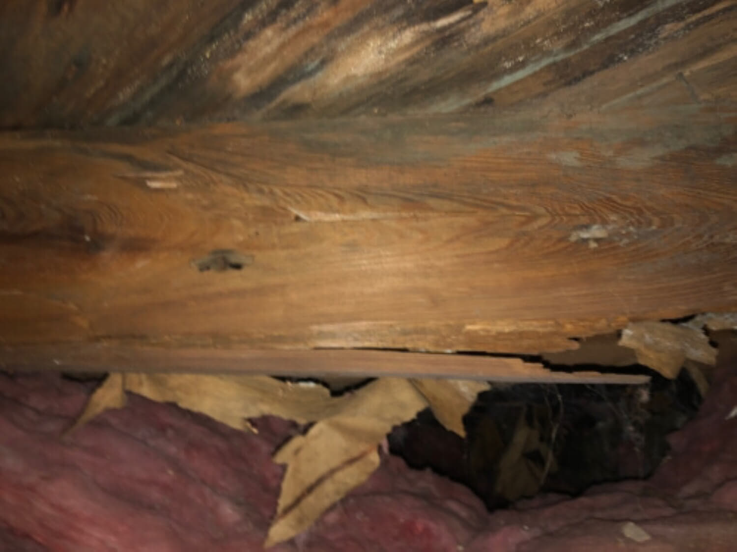 A decaying floor joist with saturated and falling insulation