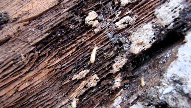 Termites feast on damp wood