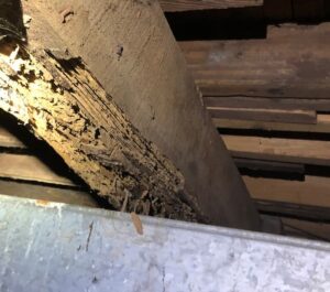 Badly rotting floor joist