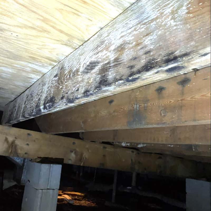 Mold growth in crawl space